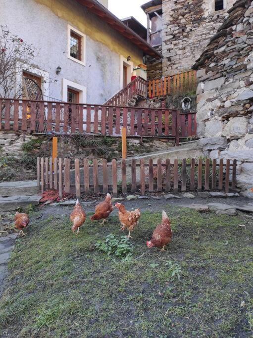Casa Del Cios Calda E Intima Casetta Immersa Nel Verde Delle Montagne Alpe Basciumo Екстериор снимка
